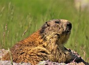 32 Marmotta in osservazione